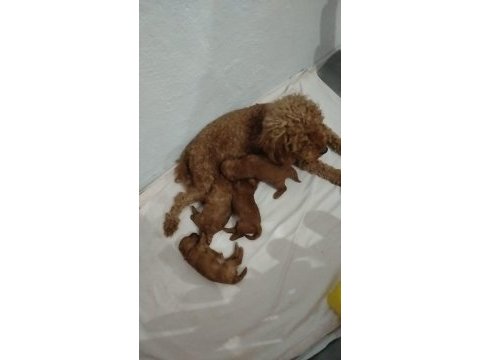 Safkan toy poodle 28cm