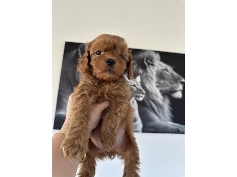 Mini toy poodle köpeğimiz