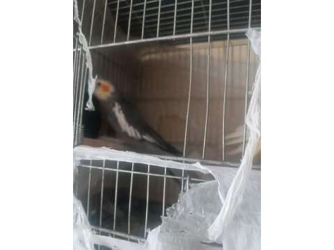 2 yaşında albino erkek kızgın ve lutino ve gren sultan