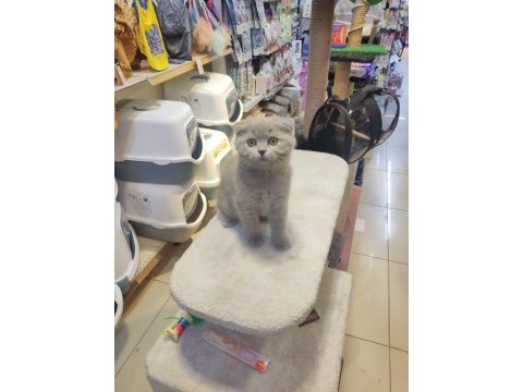 Show class scottish fold bebekler