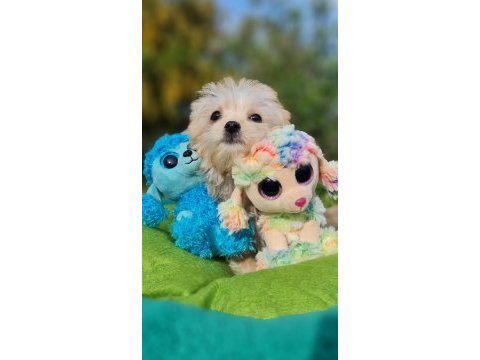 Minik morkie yavrularımız