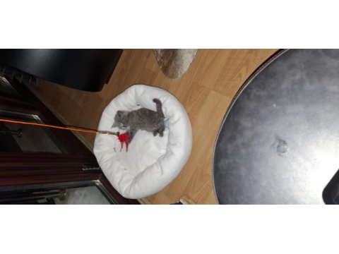 2 aylık british shorthair dişi