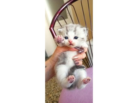 3 haftalık scottish fold yavrularımız rezerveye açıktır