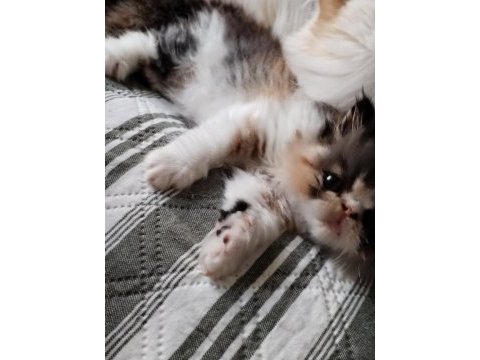 Minik chinchilla kızımıza yeni yuva