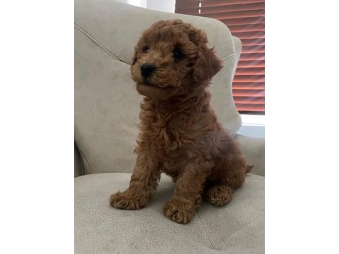 Ankara'da uygun toy poodle kendi bebeklerimiz