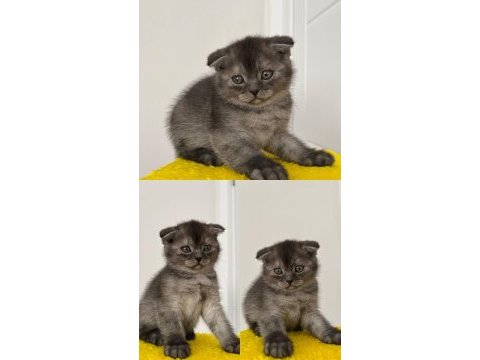 Tüm eğitimleri tam olan scottish fold
