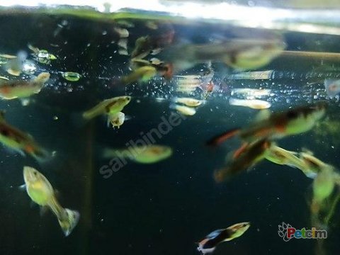 Üreticiden yerli lepistes
