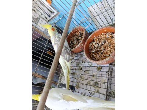 Daha önce yavru alınmış garantili takım sultan papağanı