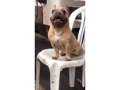 1 yaşında fransız bulldog