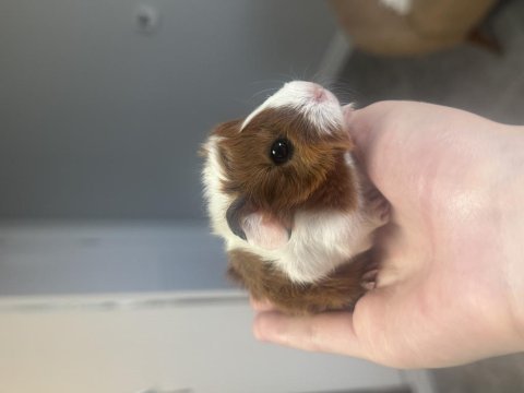 Sütten kesilen ginepigler