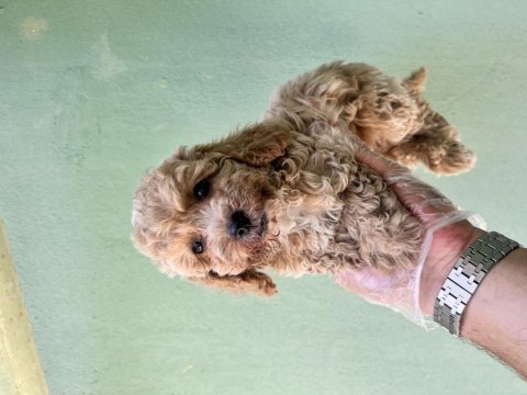 Toy poodle a kalite tüm illere gönderim