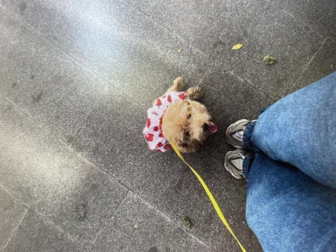 Sağlıklı maltipoo