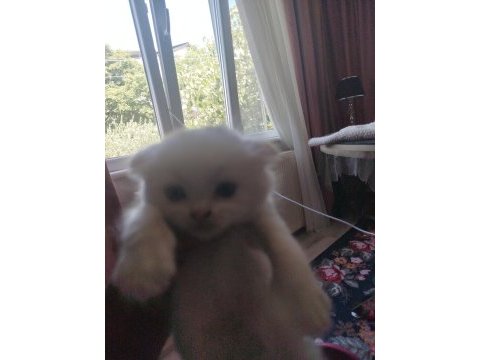 Scottish fold yavrular 2 adet