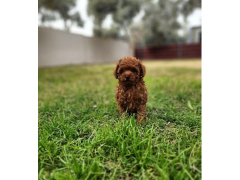 Toy poodle yavrularımız uygun değildir