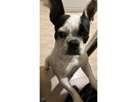 Sahibinden maske french bulldog