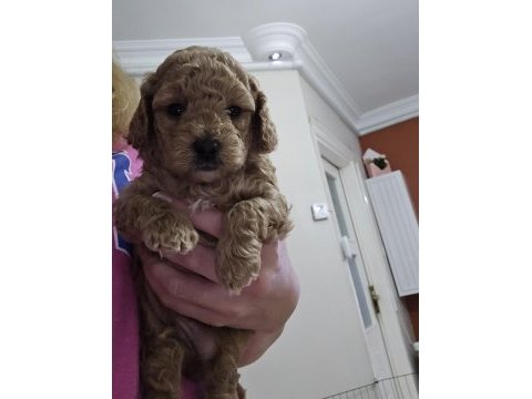 Erkek toy poodle