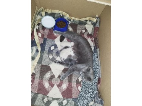 1 aylık british shorthair yavrular