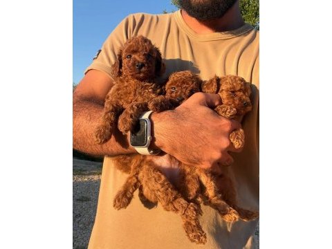 Teacup korea poodle kg garantili wc egitimli
