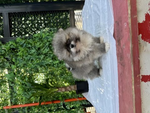 Teacup dişi pomeranian yavru