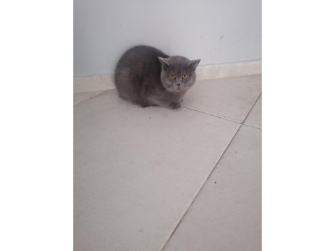 British shorthair 8 aylık erkek