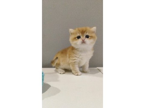 British golden shorthair yavrular