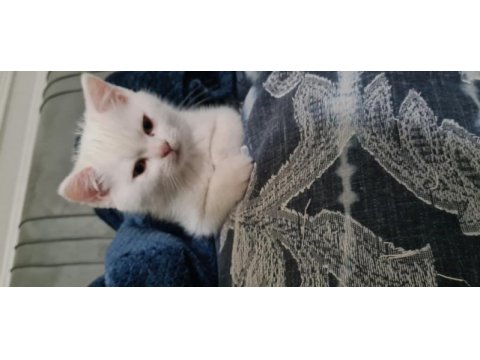 Sahibinden babalık hakkımız british shorthair erkek yavru