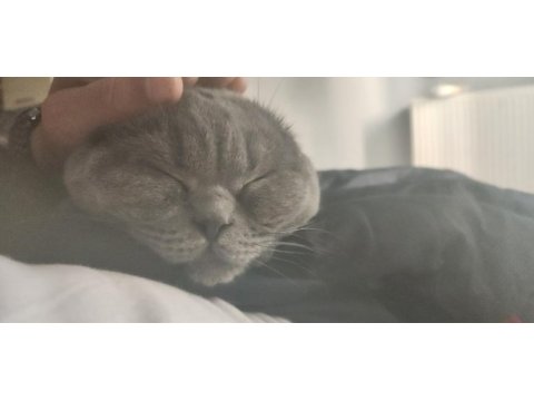 11 aylık scottish fold