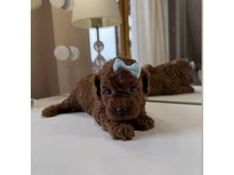 Ultra a kaliteli toy poodle bebekler
