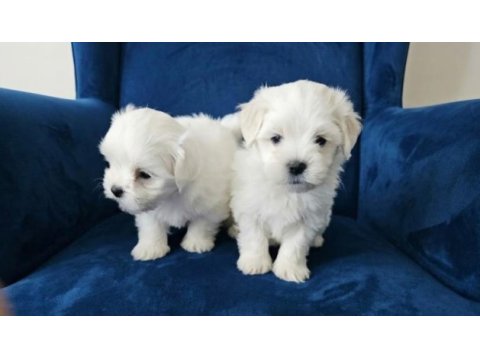 Maltese terrier minik bebekler