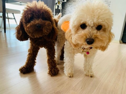 Kore toy poodle bebeklerim