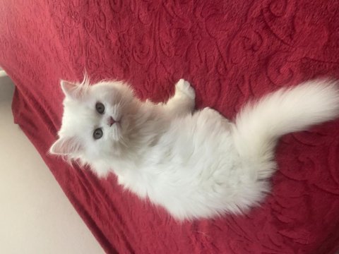 British longhair