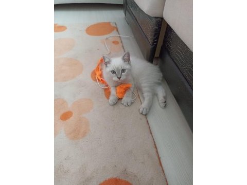 British shorthair oğlumuz