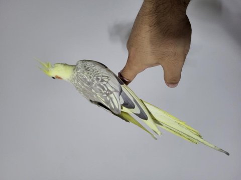 7 aylık sultan papağanımız