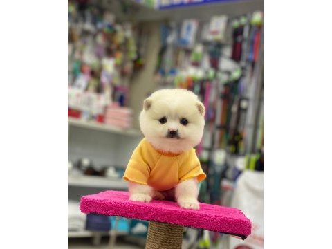 Pomeranian köpeği