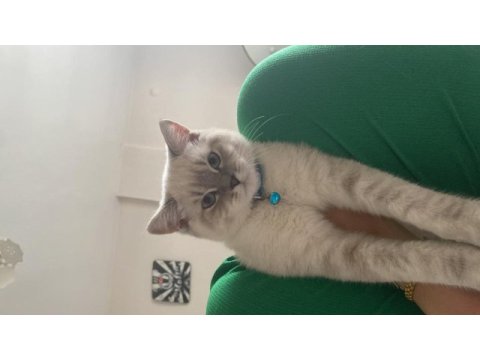 Kedimizle gerçekten ilgilenenler arasın