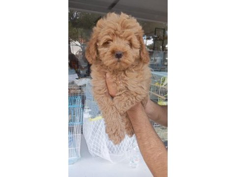 Poodle erkek yavrumuz tuvalet eğitimli
