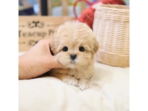 Saglık ve ırk garantılı maltıpoo bebeklerım