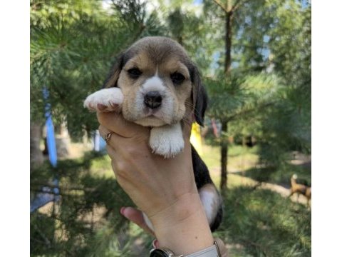 Elizabeth beagle @ppuppypawbodrum