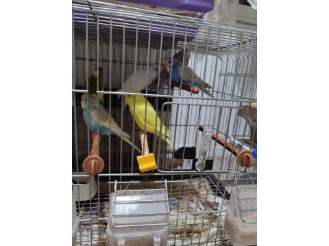 Yavru muhabbet kuşu el besleme
