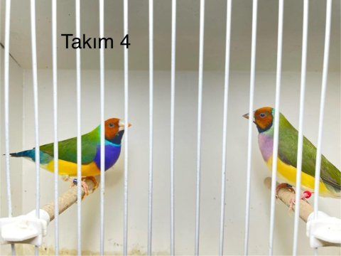 Gökkuşağı ispinozu her renk mevcuttur