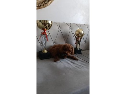 Kore teacup poodle yetişkin erkek