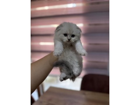 Scottish fold yeni yuvaları için hazırlar