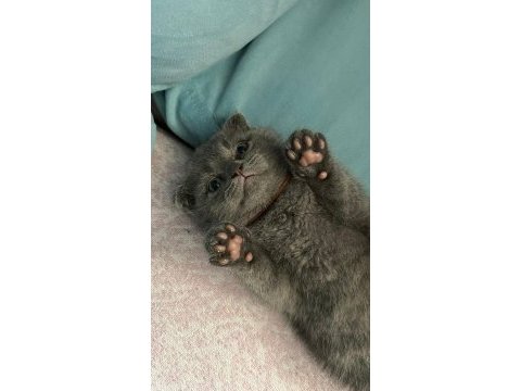 Oyuncu maya scottish fold
