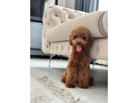 Dişi toy poodle 5 aylık