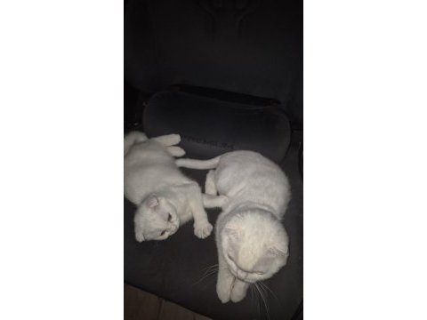 Minik bembeyaz scottish fold