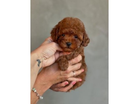 Efsane toy poodle yavruları 