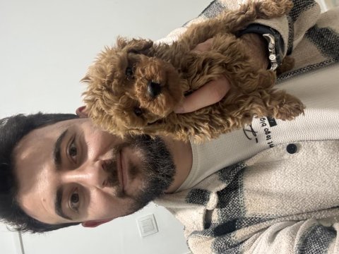 Poodle bebeklerim hazır