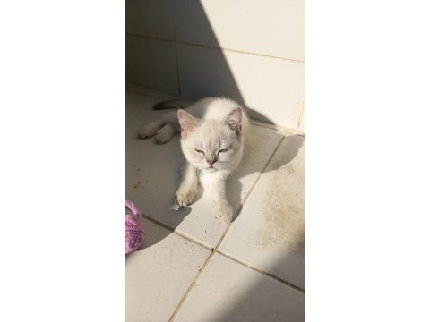British shorthair kedisi