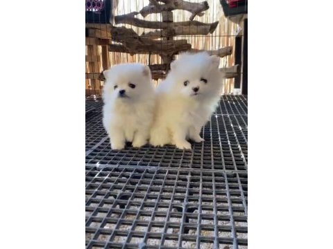 Pomeranian boo antaya pamuk şekerleri