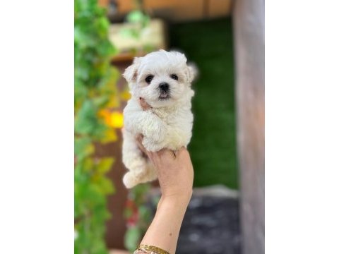 Sağlıklı yavrumuz maltese